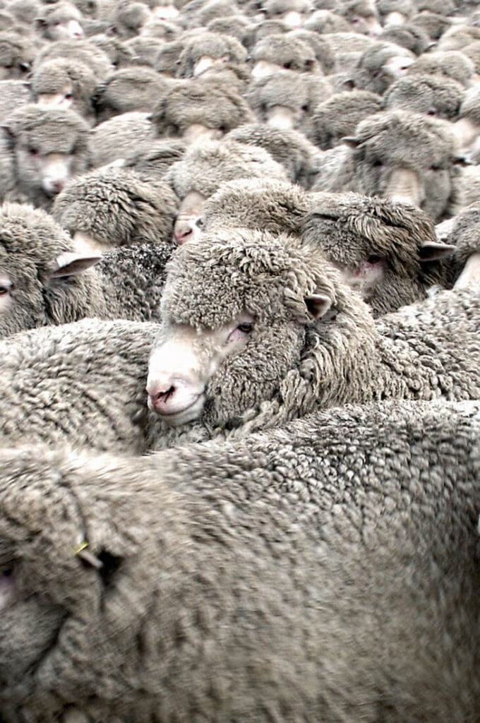 Lana Merinos: calda e traspirante